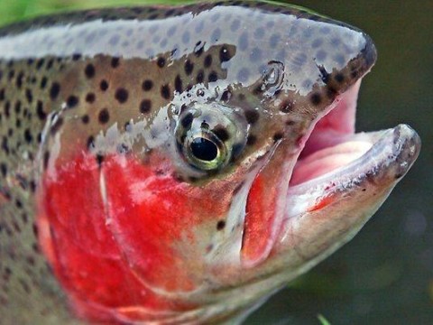 美男衝浪繩繞手慘斷4指 3個月後「魚腹」內尋獲圖片1