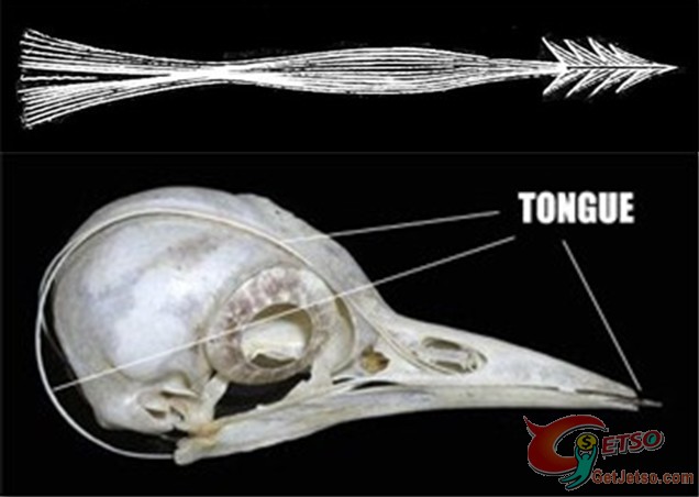 魚會咬掉人類睪丸？！　自然界令人恐懼的七張嘴！圖片3