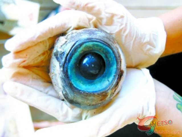 頭部長著生殖器官的魚類?! 細數2012十大最怪異物種圖片10