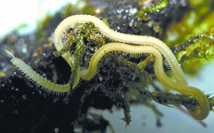 頭部長著生殖器官的魚類?! 細數2012十大最怪異物種圖片5