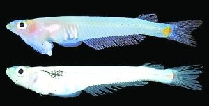 頭部長著生殖器官的魚類?! 細數2012十大最怪異物種圖片8