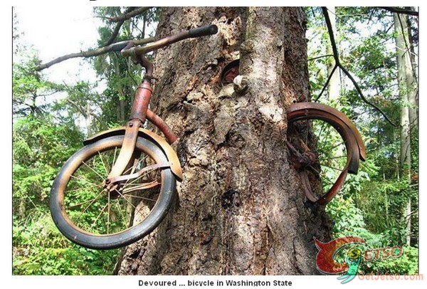 歲月神「饕」　大樹把腳踏車「吞」了！圖片1