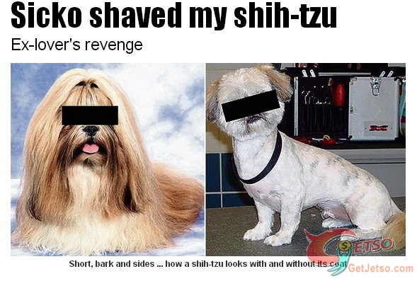懷疑女友偷吃! 英男打翻醋罈子剃光她愛犬的毛圖片1