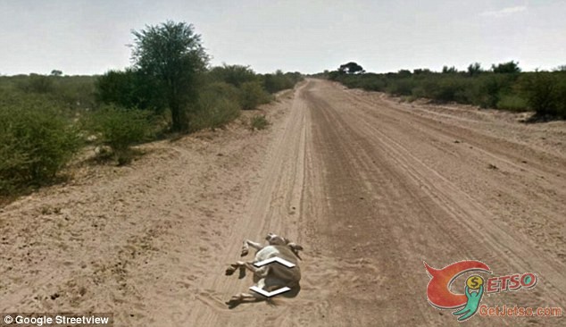 Google車撞驢自拍罪證圖片3