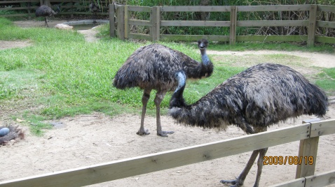 狂男闖動物園殺鴕鳥吸血圖片1