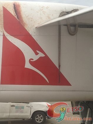 高空中飛行驚現蟒蛇,猛拍機身血跡斑斑圖片2