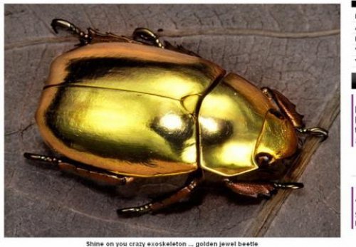 世界上真有金甲蟲一身金光閃閃圖片1