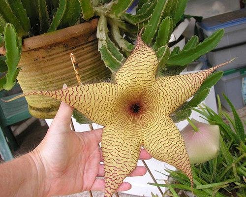 全球最難聞九種植物圖片2