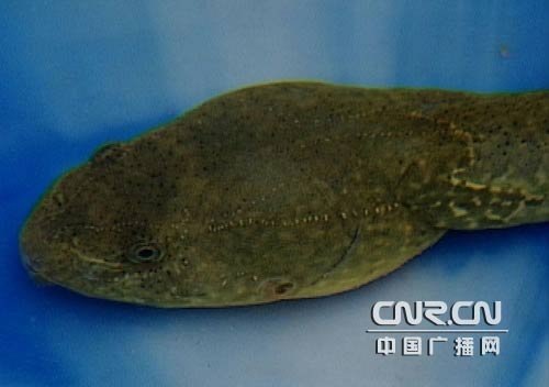 中國四川驚見「巨型蝌蚪」圖片1