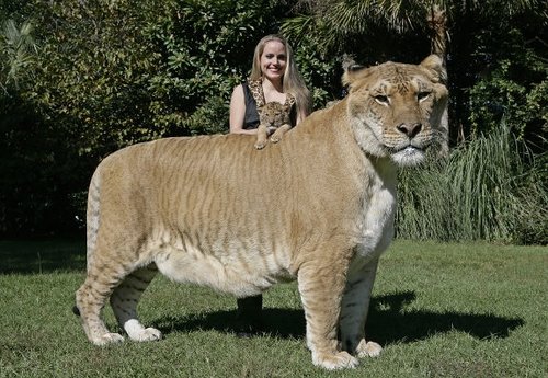 世界各地奇形怪狀的罕見動物圖片13