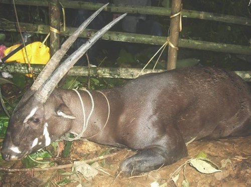 世界各地奇形怪狀的罕見動物圖片4