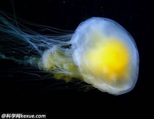 大自然鬼斧神工神奇生物:煎蛋水母圖片1