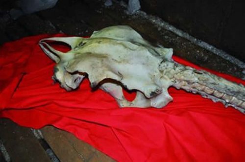 海龍魚？青島漁民打撈出不明動物骨架遺骸圖片3