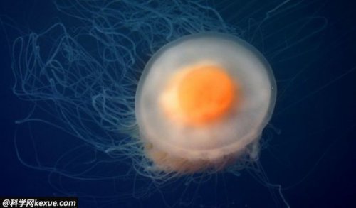 大自然鬼斧神工神奇生物:煎蛋水母圖片3
