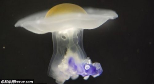 大自然鬼斧神工神奇生物:煎蛋水母圖片2