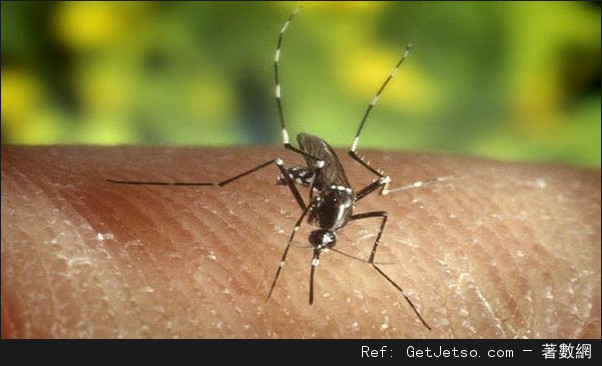 蚊子包：一分鐘解癢，只需一根普通的金屬湯匙圖片1