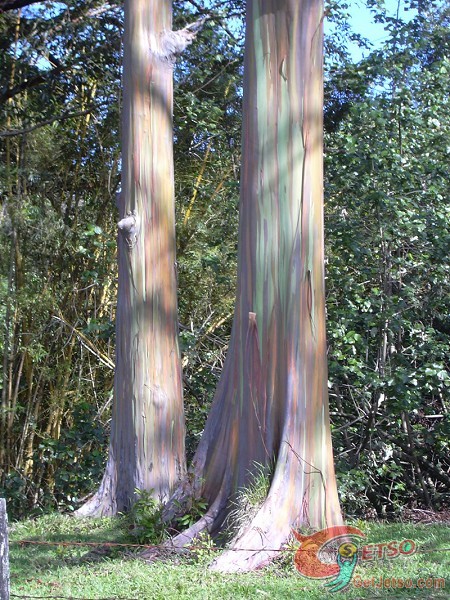 超特別的彩虹樹圖片3
