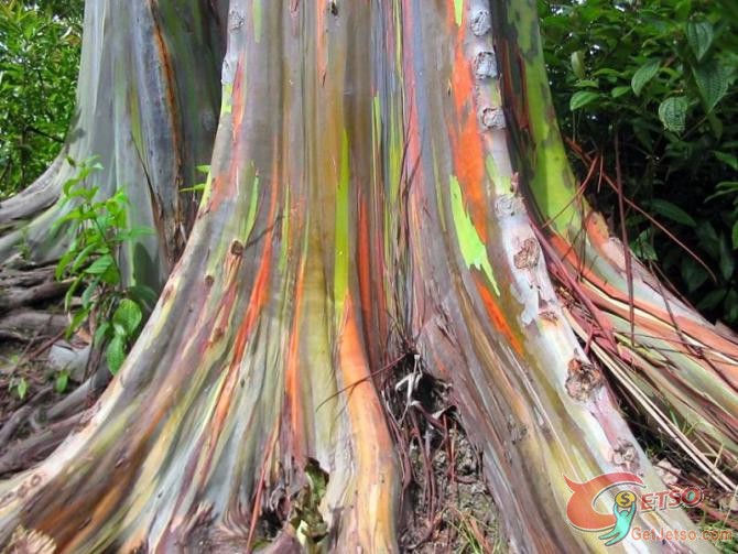 超特別的彩虹樹圖片1
