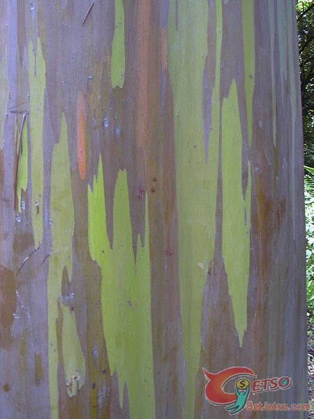 超特別的彩虹樹圖片2