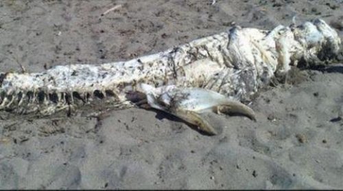 西班牙海灘發現不明生物屍體圖片1