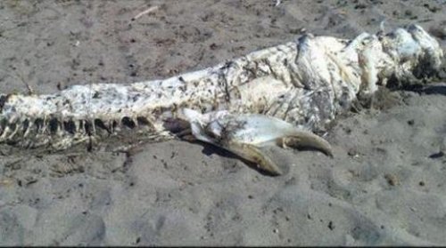 西班牙海灘發現不明生物屍體圖片4