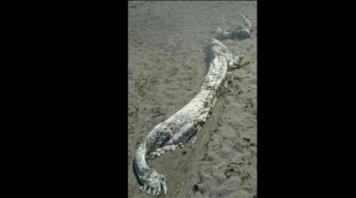 西班牙海灘發現不明生物屍體圖片3