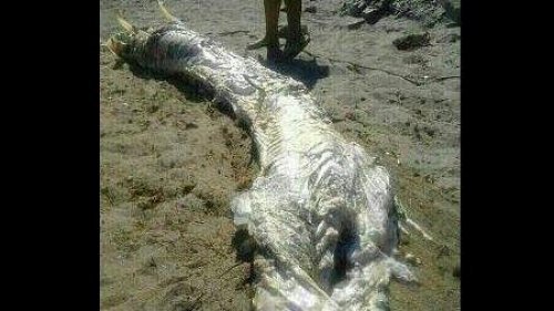 西班牙海灘發現不明生物屍體圖片1