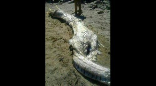 西班牙海灘發現不明生物屍體圖片2
