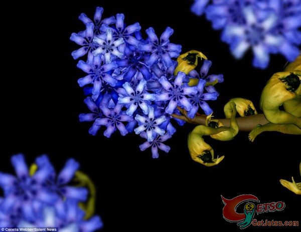 美藝術家用裸模創作出各種花卉圖片圖片4