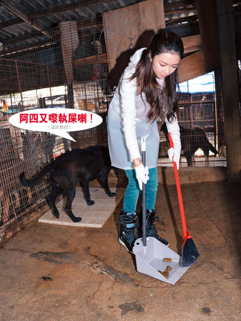 薛凱琪貓狗奴,掃屎洗籠,Fiona 做義工大掃除圖片11