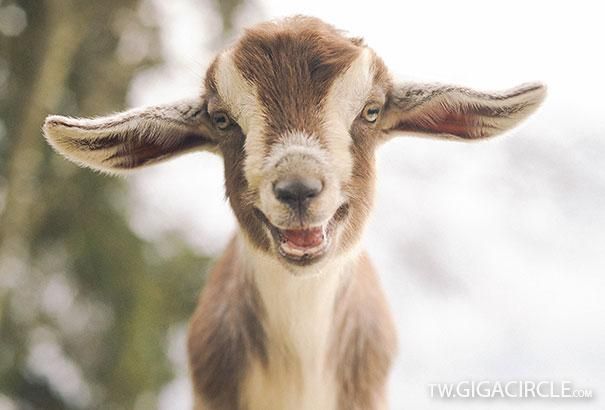 最快樂的動物!?讓你一起微笑圖片7