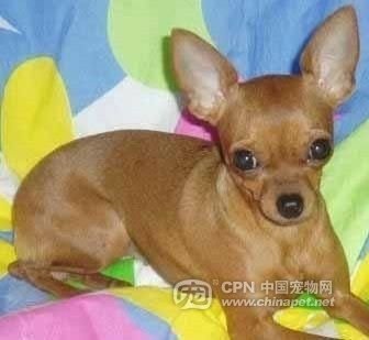 各種狗狗及身價圖片29