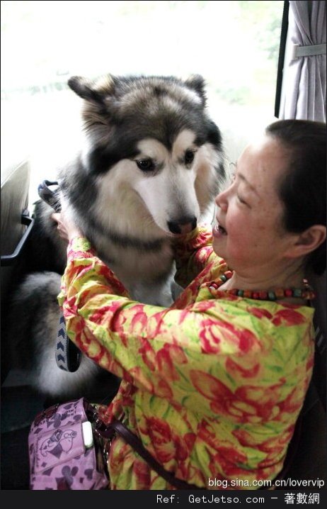 愛狗的人,其實更愛人圖片1