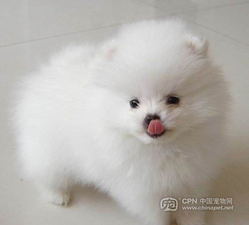 各種狗狗及身價圖片41