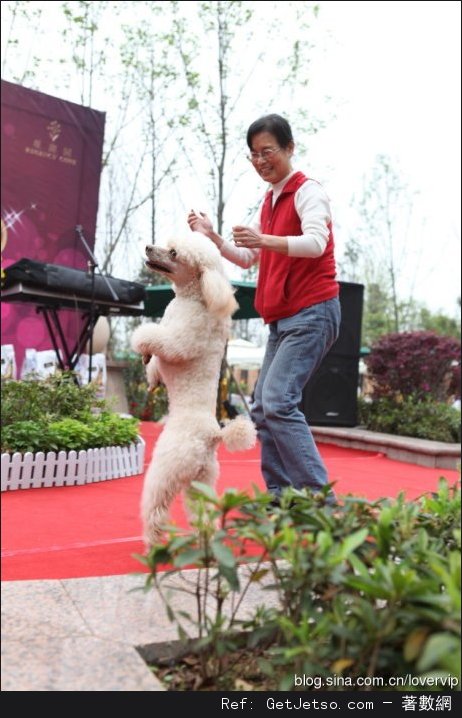 愛狗的人,其實更愛人圖片2