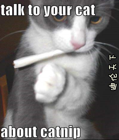 動物界諧星貓咪篇圖片5