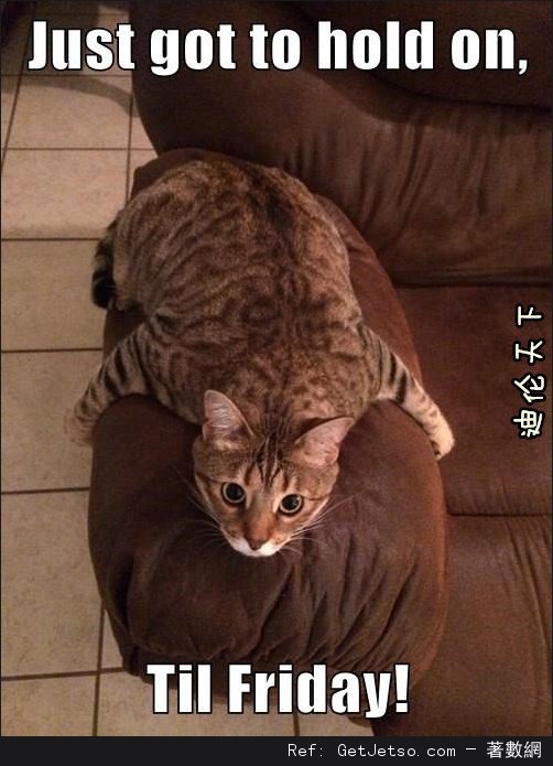 動物界諧星貓咪篇圖片2