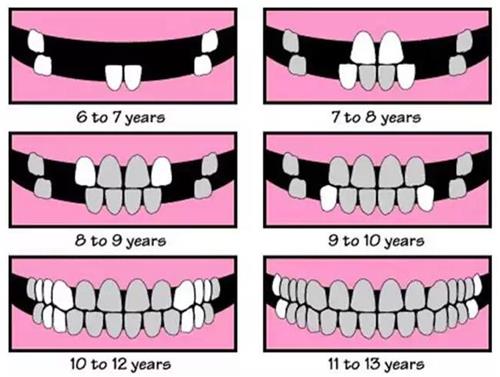 寶寶換牙時的n種疑問圖片1