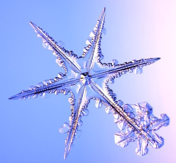 顯微鏡下的雪花圖片2