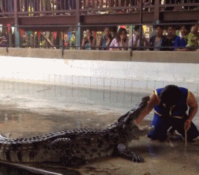 千泰國鱷魚表演場上那些意外，鱷魚的內心是崩潰的!圖片2