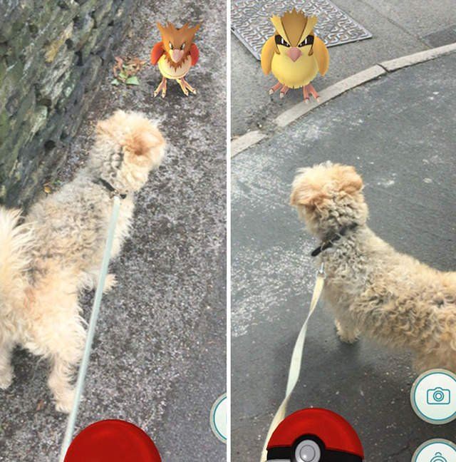 Pokemon GO 5招孵蛋作弊計步法圖片12