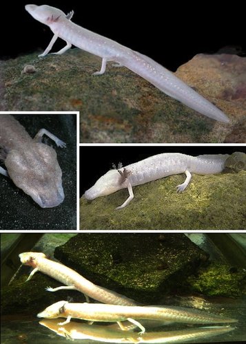 地球上的外星生物圖片12