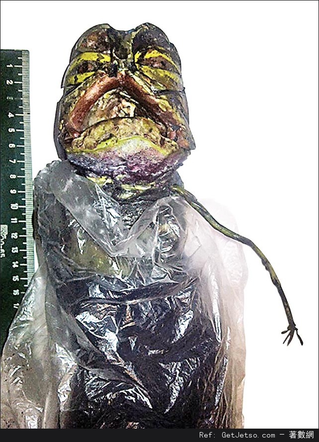 俄婦：ET屍藏雪櫃頭大臂幼，像魚又像人圖片2
