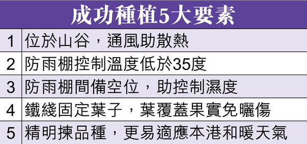 元朗果園引入熱爆香印提子，假日400人朝聖圖片1