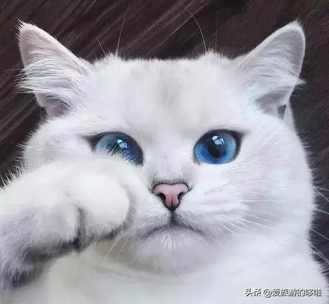 全球最美的29隻貓咪圖片2