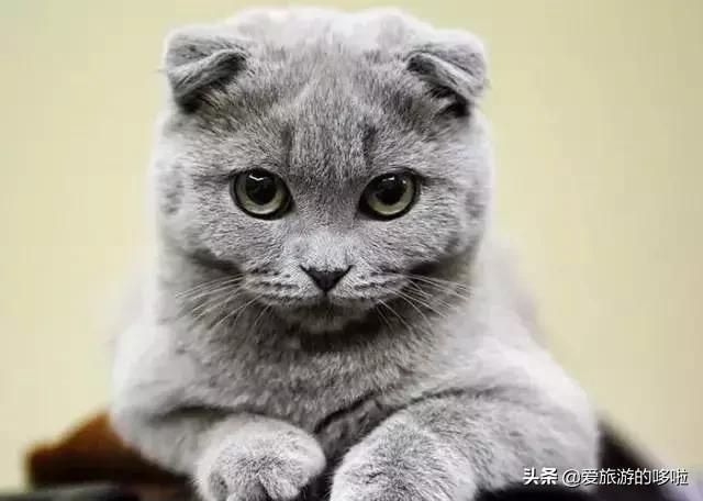 全球最美的29隻貓咪圖片5