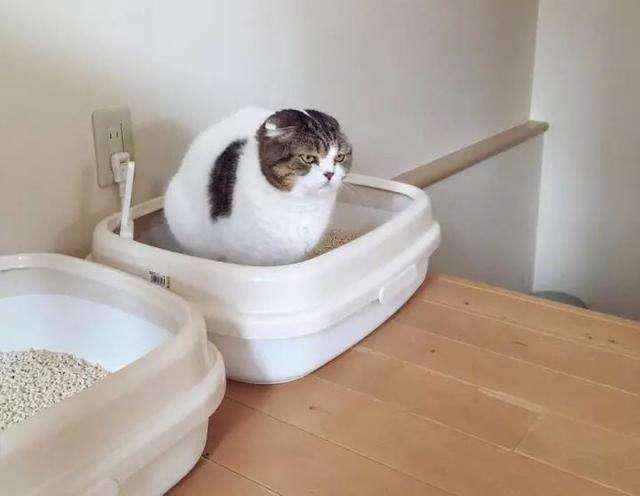 貓咪不用貓砂如廁怎麼辦？圖片1