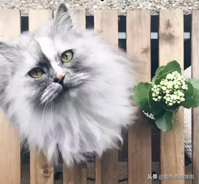 全球最美的29隻貓咪圖片14