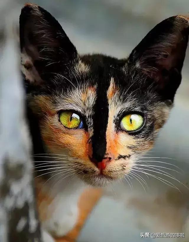 全球最美的29隻貓咪圖片21