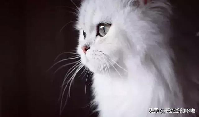 全球最美的29隻貓咪圖片27